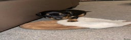 Dachshund dogs for sale: miniature dachshund - Advert 6