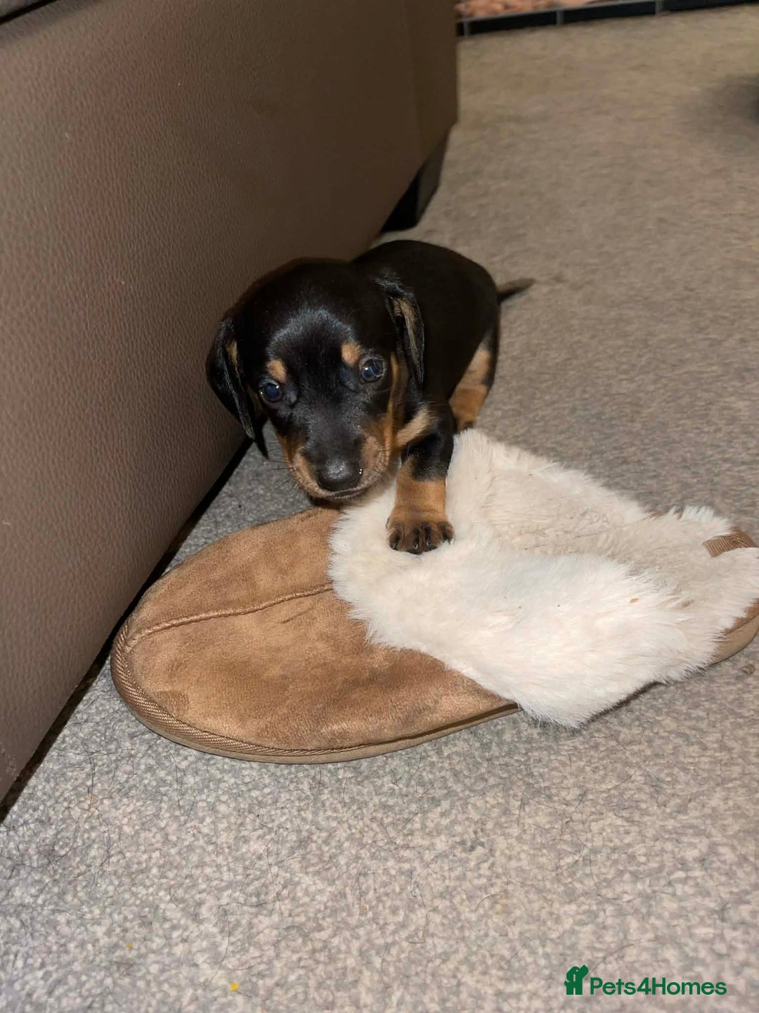 Dachshund dogs for sale: miniature dachshund - Advert 6