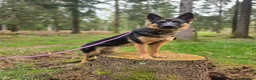 German Shepherd dogs for sale: Beautiful, Clever, German Shepherd  - Advert 11