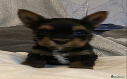 Mixed Breed dogs for sale: Biewer Yorkshire Terrier puppies for sale - Image 6