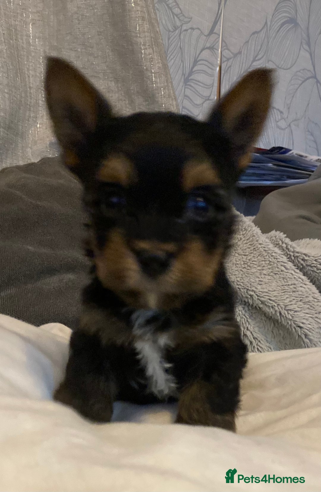 Mixed Breed dogs for sale: Biewer Yorkshire Terrier puppies for sale - Image 6