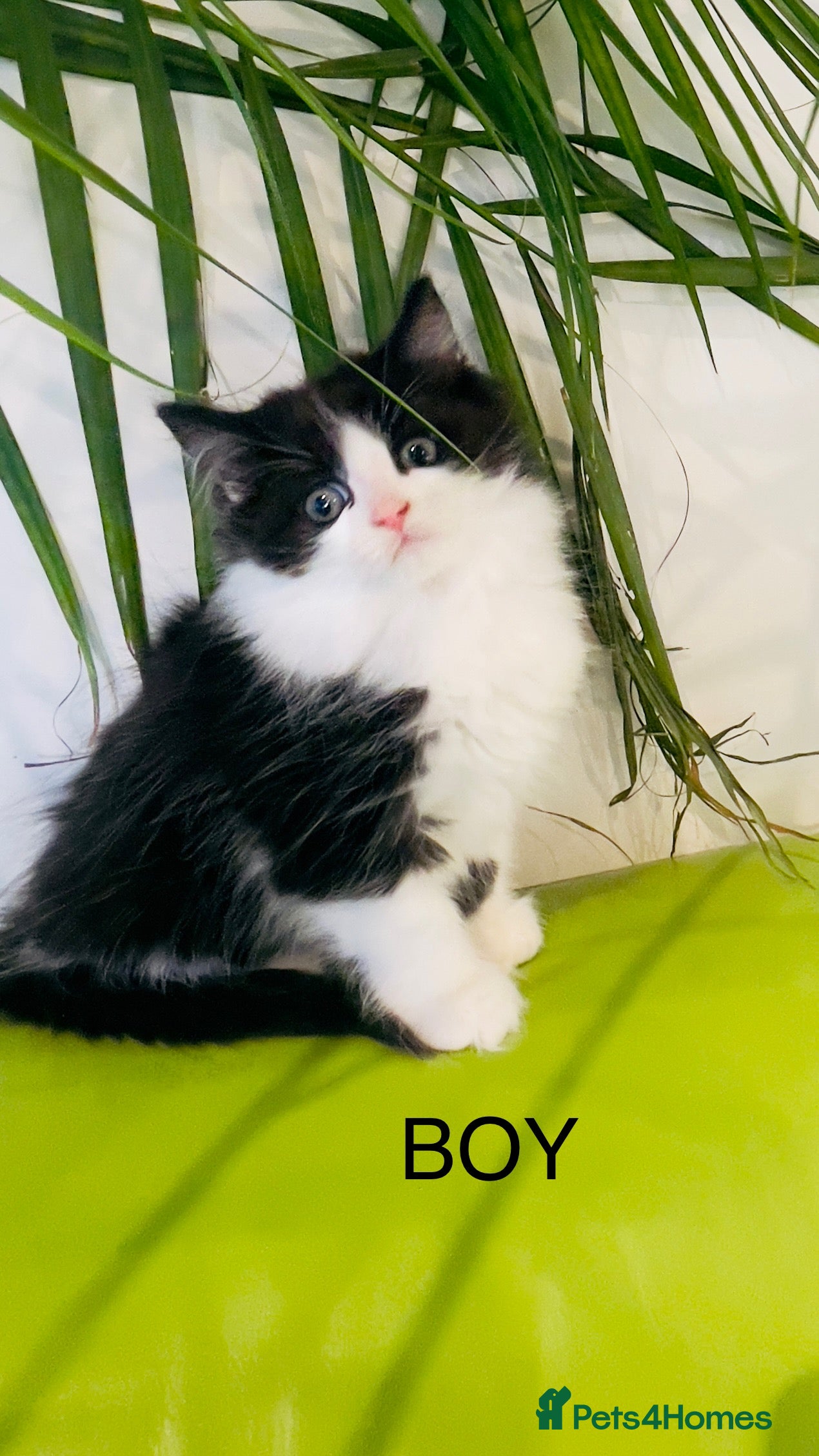 Mixed Breed cats Wonderful ,healthy clever village Kittens for sale - Advert 12