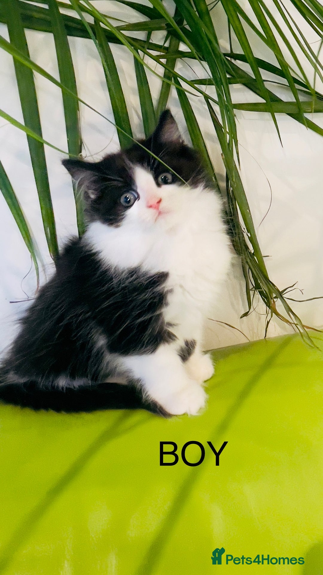 Mixed Breed cats for sale: Wonderful ,healthy clever village Kittens for sale - Advert 1