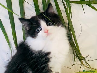 Mixed Breed cats Wonderful ,healthy clever village Kittens for sale - Advert 2