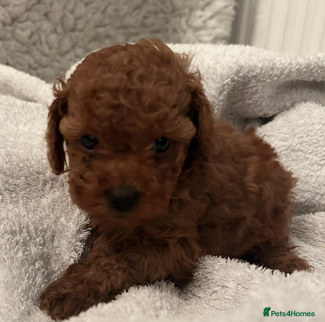 Toy Poodle dogs for sale: Stunning Fox Red Toy Poodles - Image 25