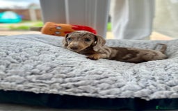 Miniature Dachshund dogs for sale: Miniature Dutch hound puppies  - Image 1