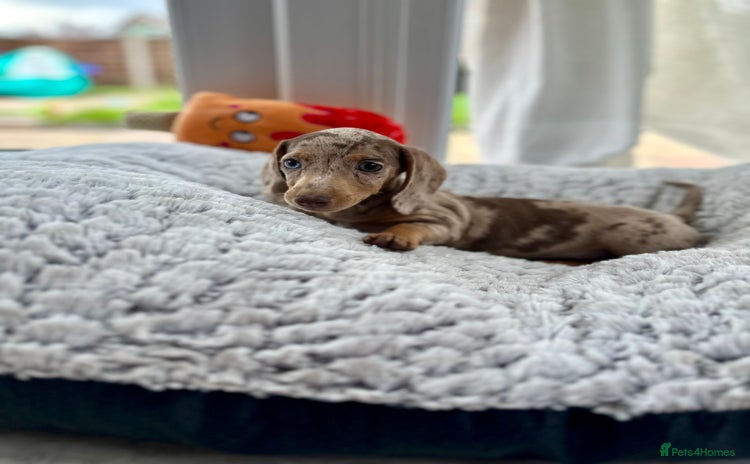 Miniature Dachshund dogs - Advert 1