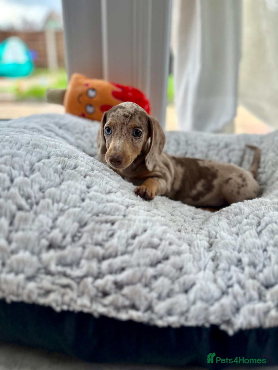 Miniature Dachshund dogs for sale: Miniature Dutch hound puppies  - Image 1