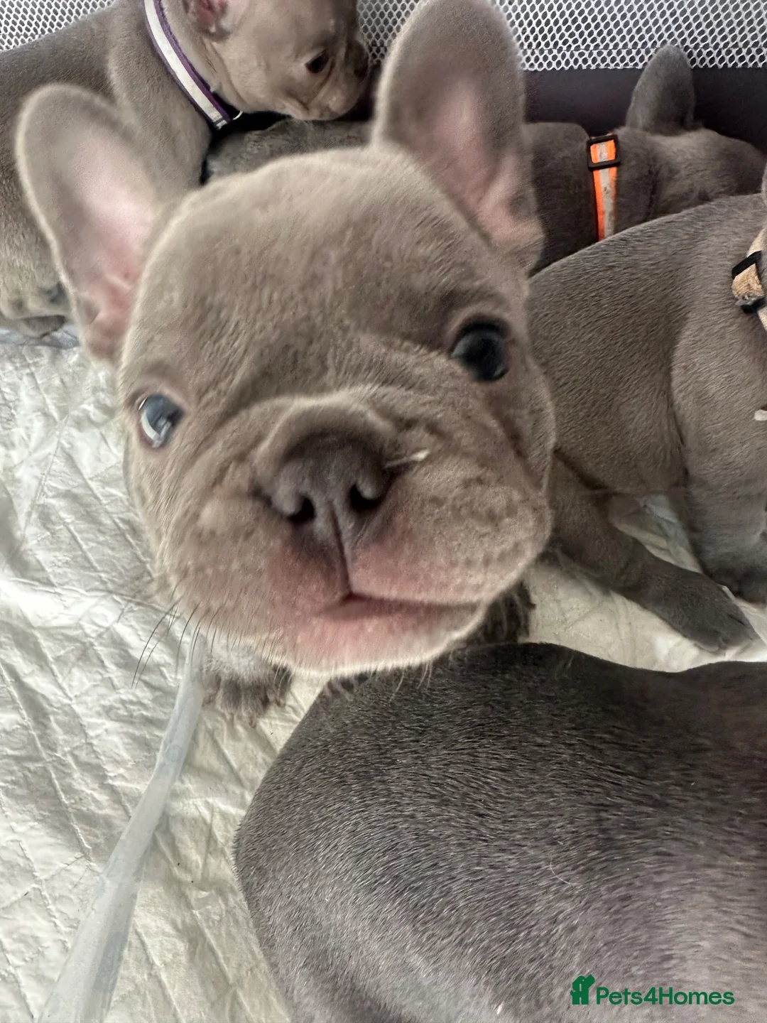 French Bulldog dogs for sale: FRENCH BULLDOGS  - Advert 2