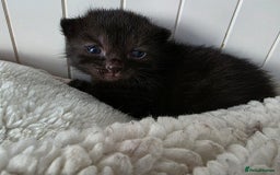 Mixed Breed cats for sale: Mixed kittens😻😽Ragdoll x domestic 🙀👌 - Advert 9