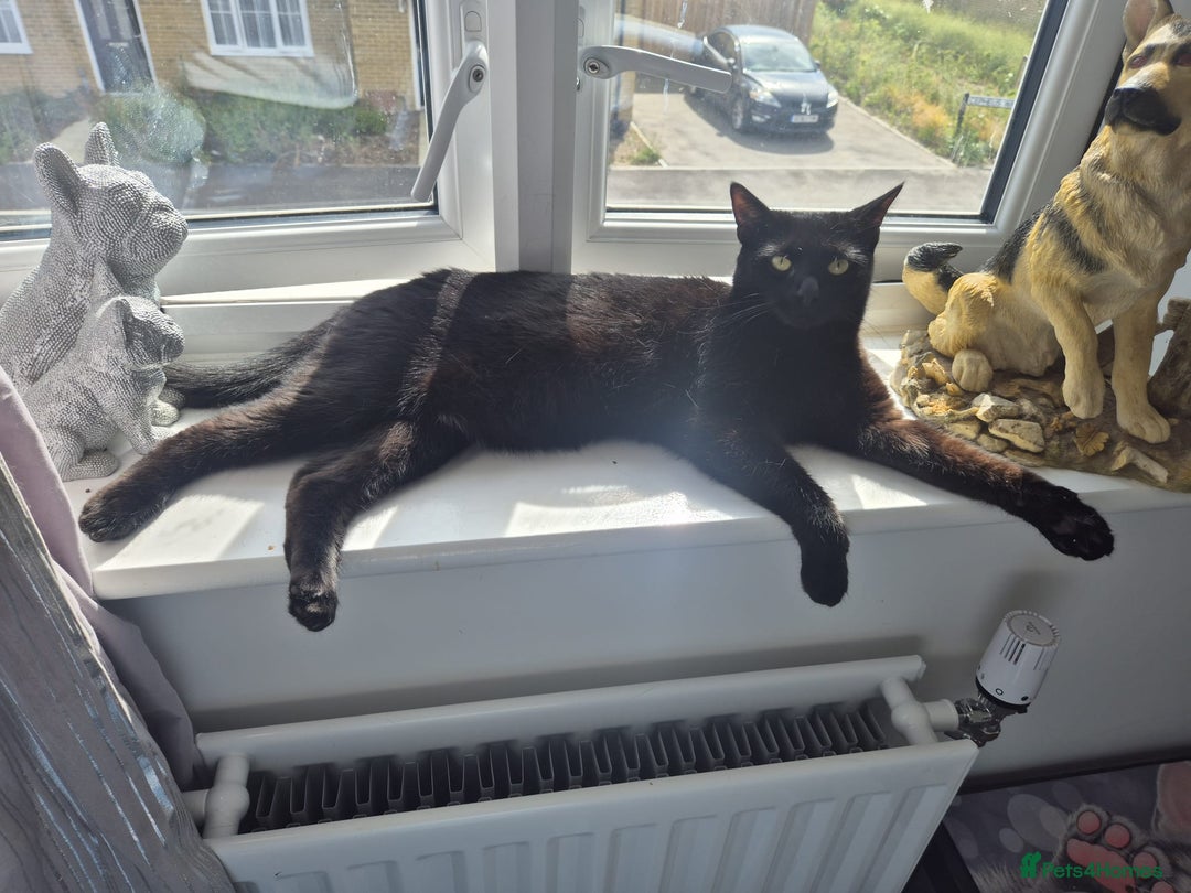 Mixed Breed cats for sale: Scarlett  - Advert 3