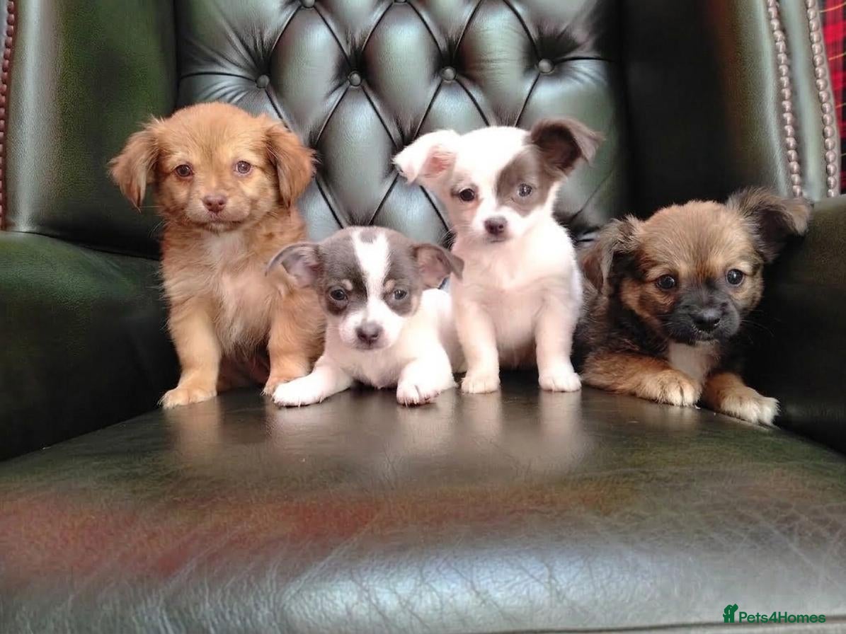 Chihuahua dogs Chihuahua Puppies for sale, Ready for loving homes - Advert 5