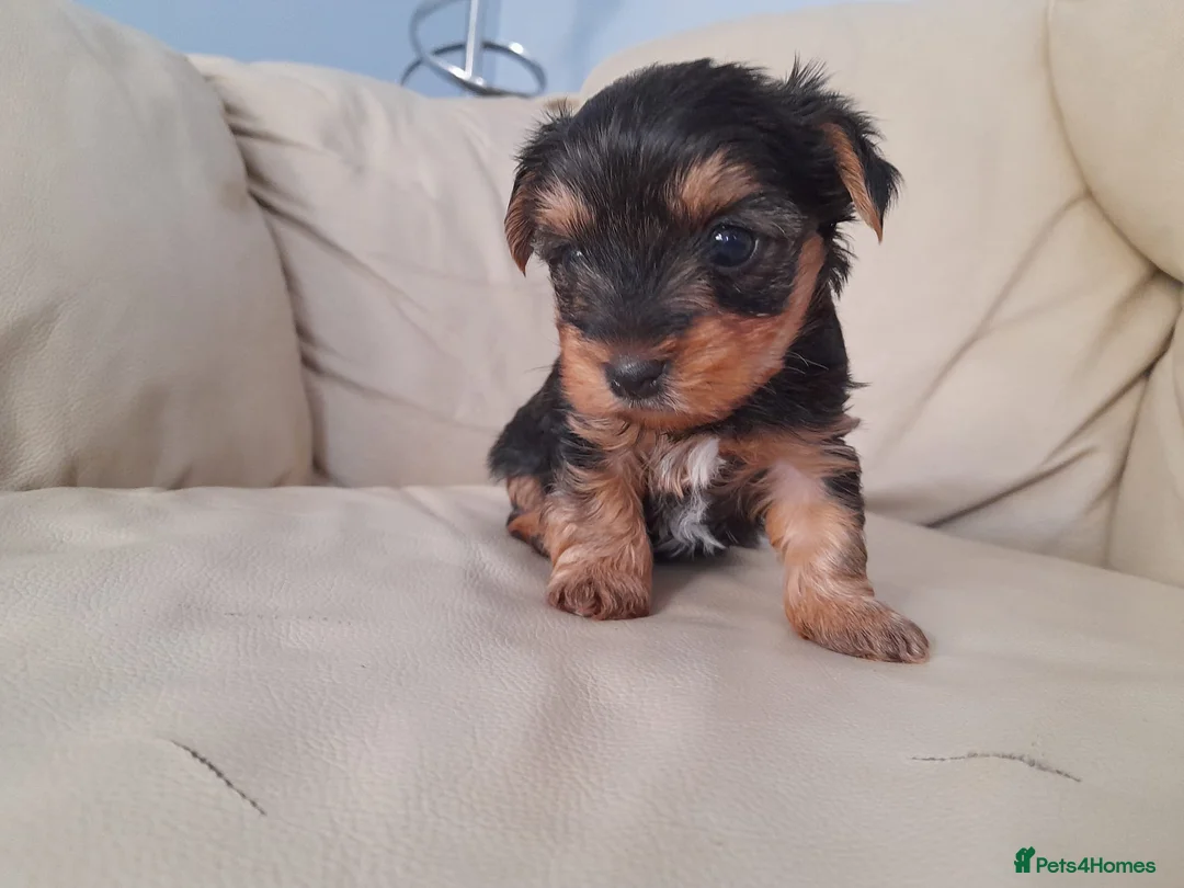 Yorkshire Terrier dogs for sale: Miniature Yorkshire Terrier Pups - Advert 2