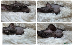 Sphynx cats for sale: Adorable Sphynx kittens💝🐈‍⬛🐈 - Image 18