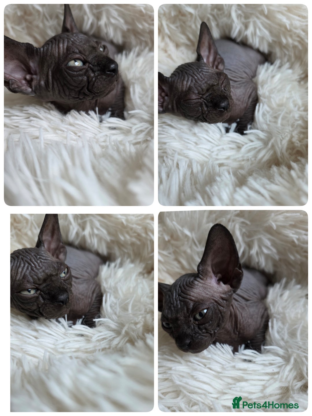 Sphynx cats for sale: Adorable Sphynx kittens💝🐈‍⬛🐈 - Image 18