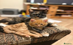 Mixed Breed cats for sale: One female ginger kitten left from litter of 5  - Image 5