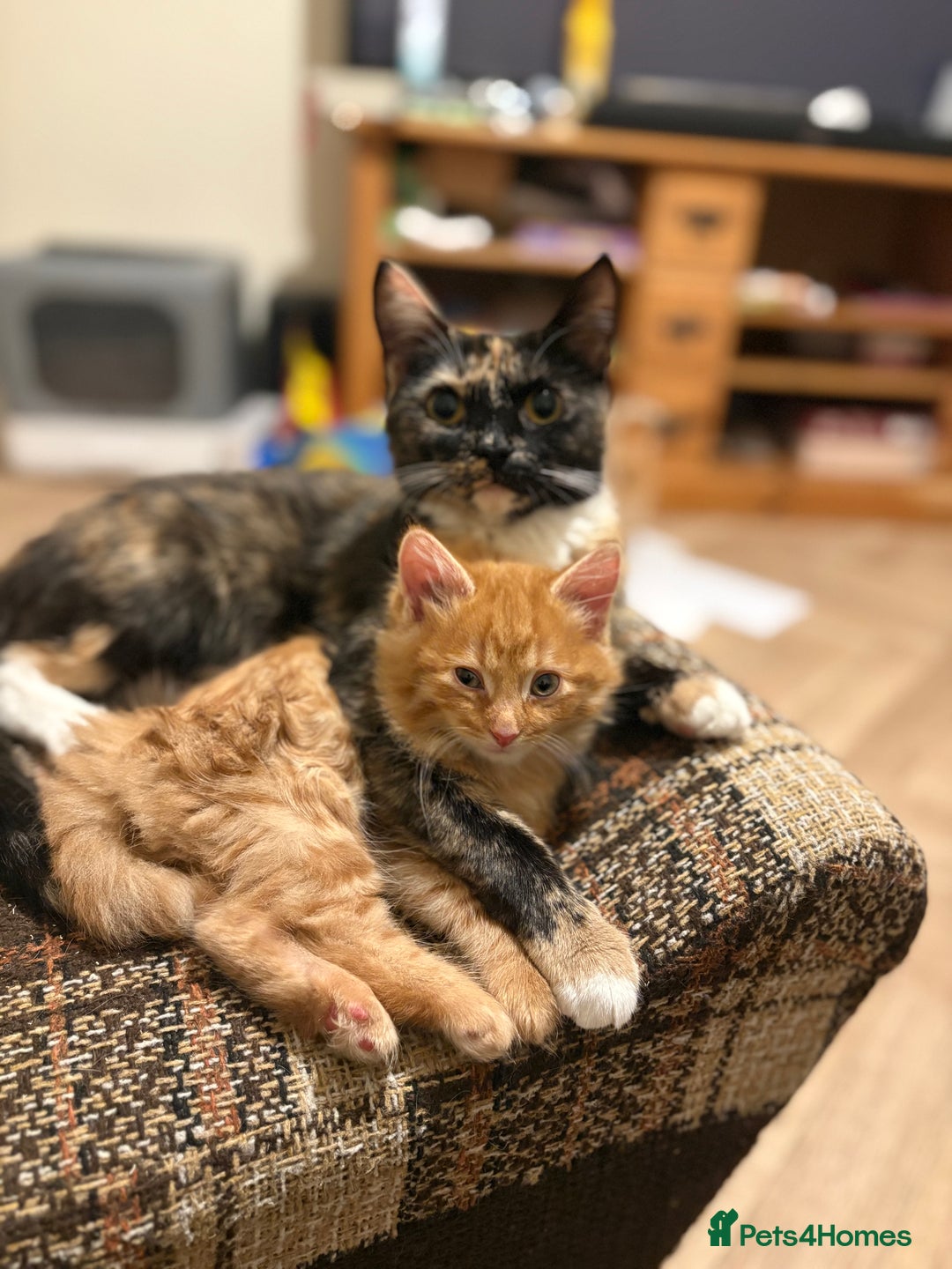 Mixed Breed cats for sale: One female ginger kitten left from litter of 5  - Image 5
