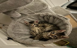 Domestic Shorthair cats for sale: Kittens - Image 7
