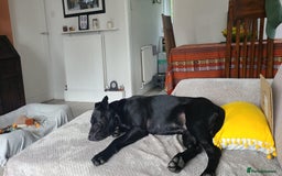 Mixed Breed dogs for sale: 9 month old black lab x staffy mix - Image 3