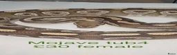 Python Snake reptiles for sale: Adult ball python's  - Advert 5