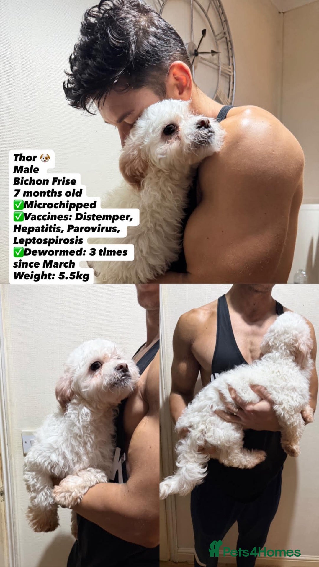 Bichon Frise dogs Bichon Frise  - Advert 1