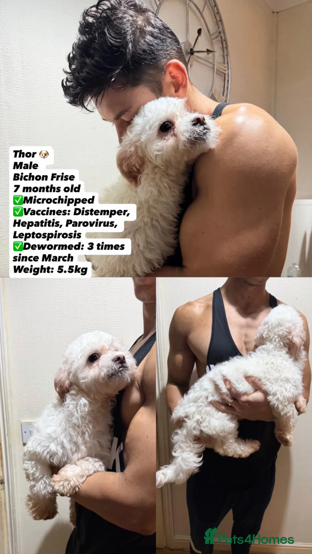 Bichon Frise dogs for sale: Bichon Frise  in Wolverhampton - Advert 1