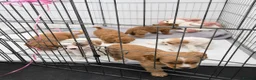 Mixed Breed dogs for sale: 4 gorgeous puppies for sale. - Advert 2