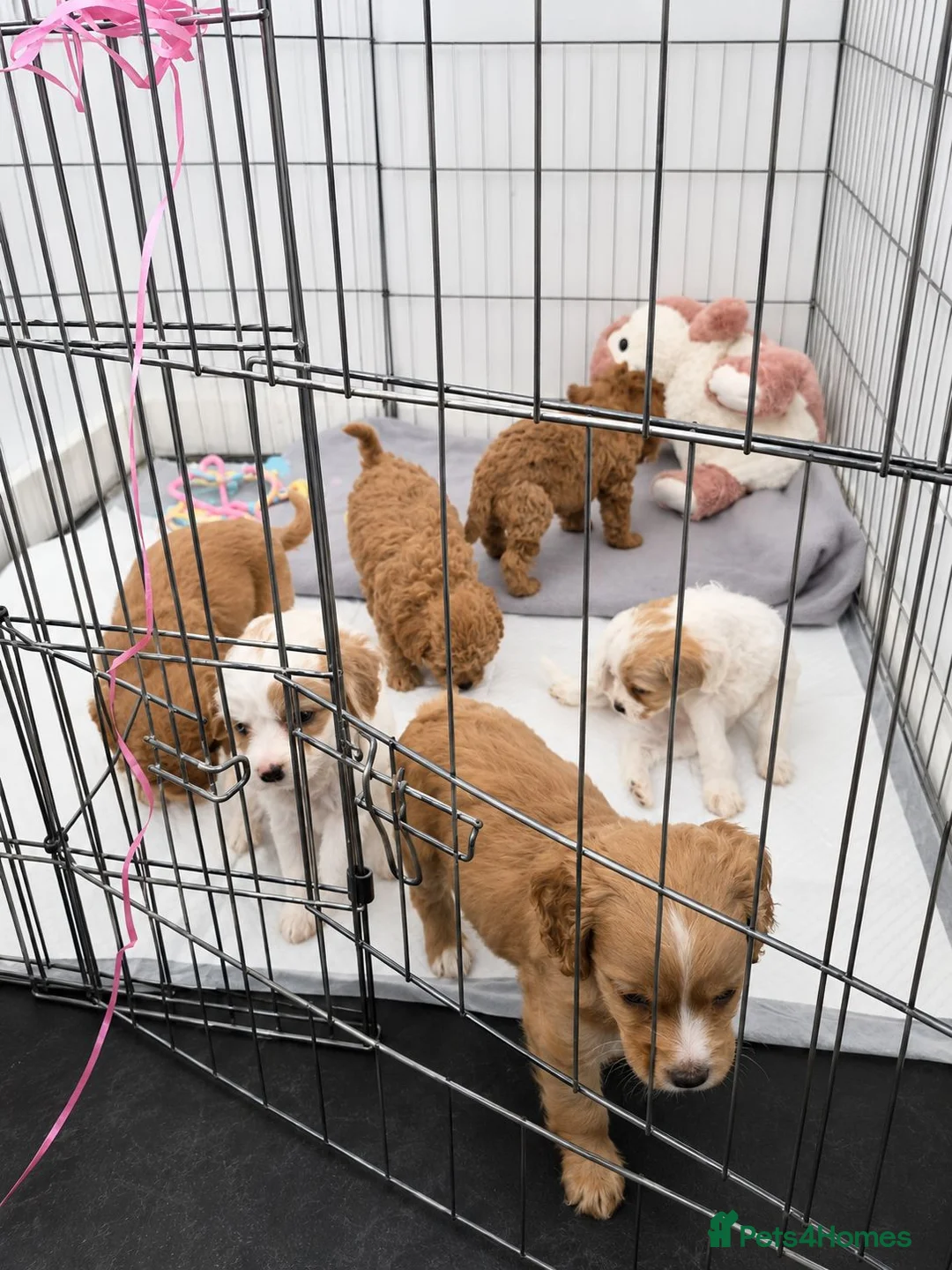 Mixed Breed dogs for sale: 4 gorgeous puppies for sale. - Advert 2