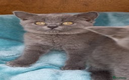 British Shorthair cats for sale: Super GCCF Registered Kittens - Image 16