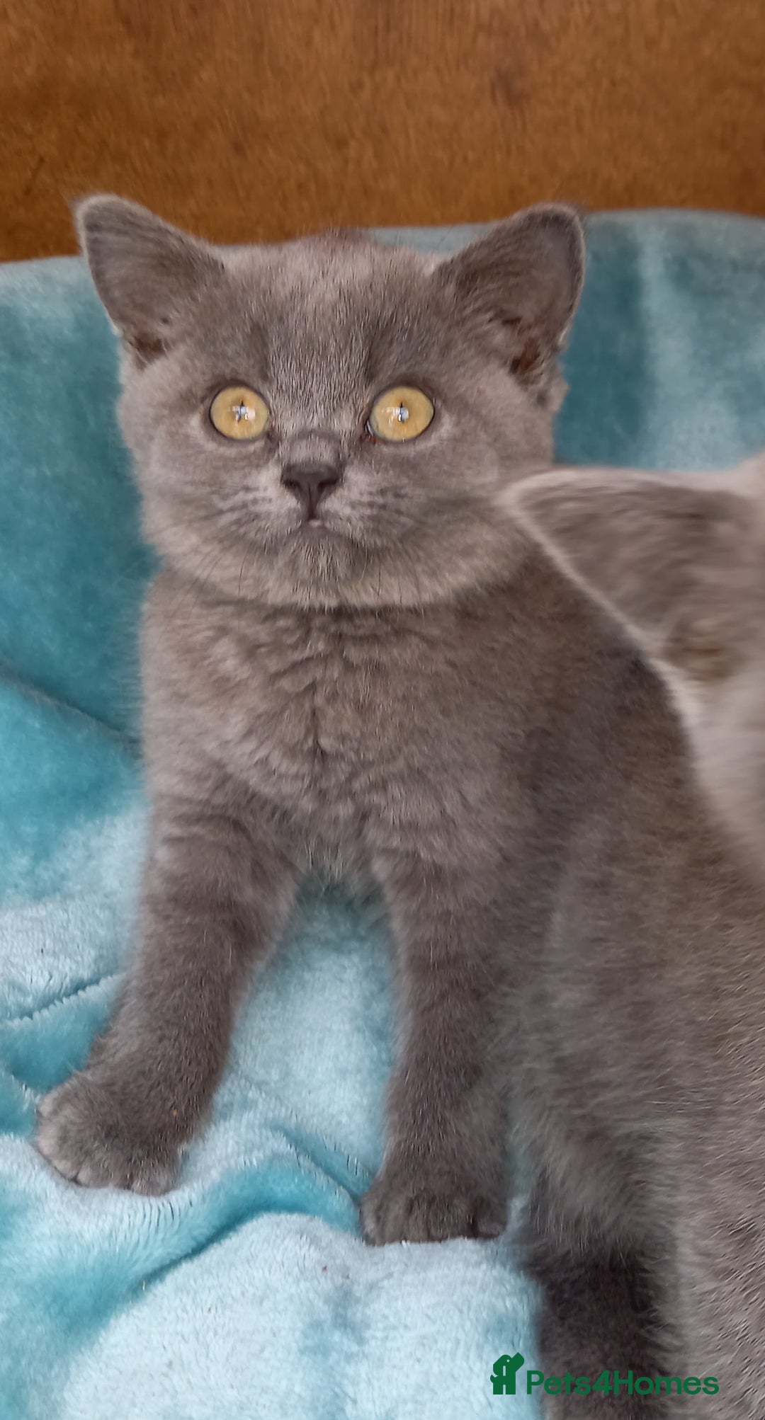 British Shorthair cats for sale: Super GCCF Registered Kittens - Image 16