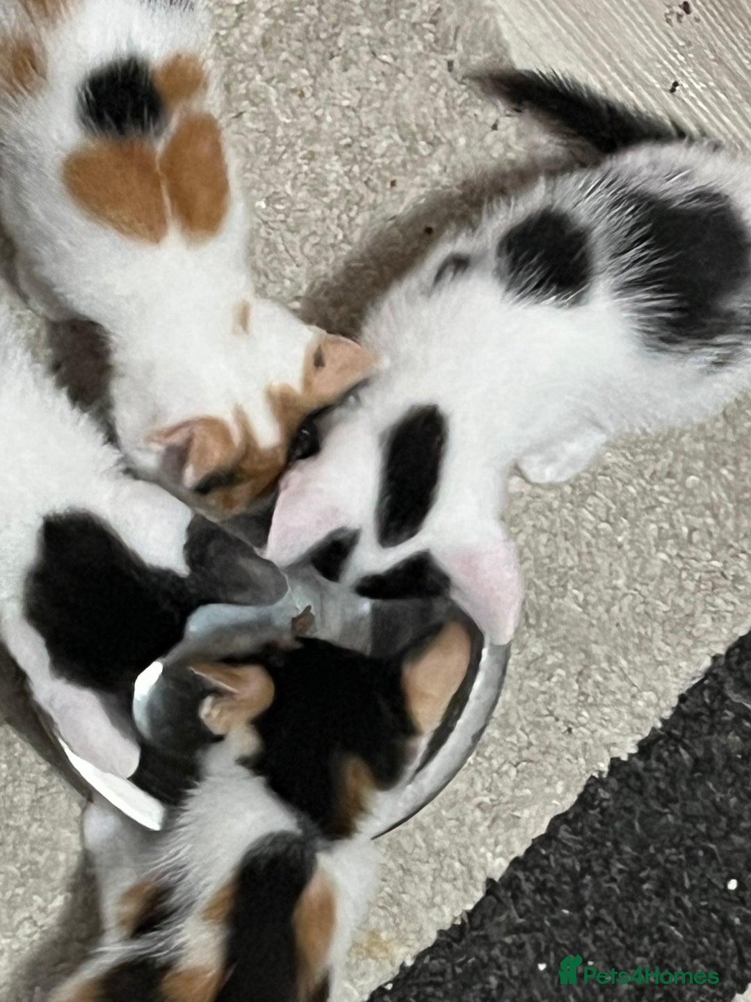Mixed Breed cats for sale: Beautiful kittens - Image 15
