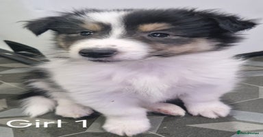 Mixed Breed dogs - Advert 2