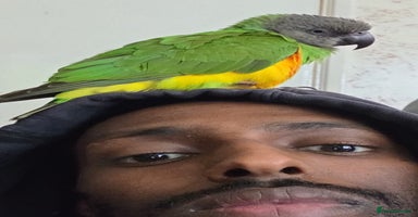 Parrots birds Tame 18 month old Senegal Parrot - Advert 6