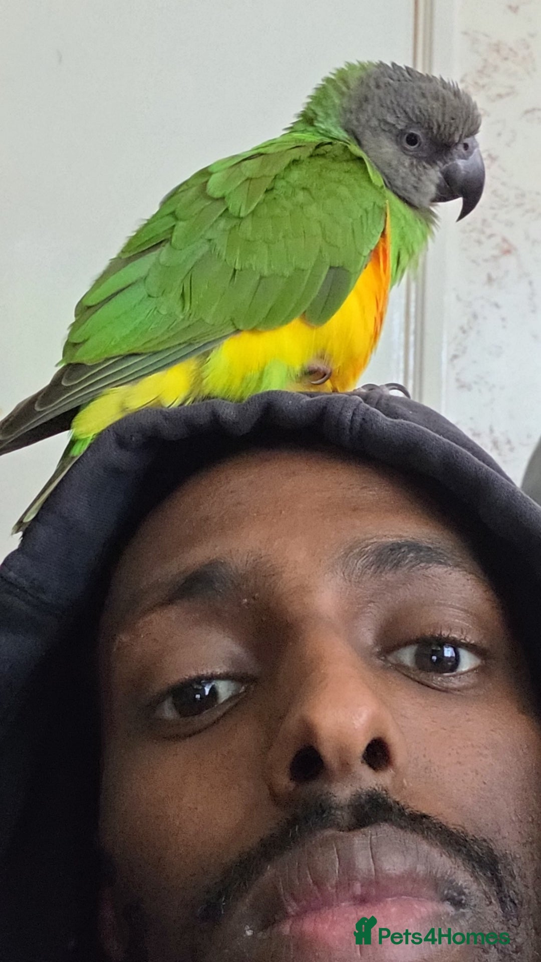 Parrots birds for sale: Tame 18 month old Senegal Parrot - Advert 3