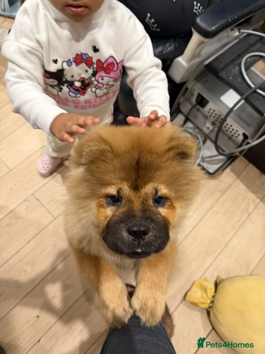 Chow Chow dogs for sale: Chow chow - Advert 14