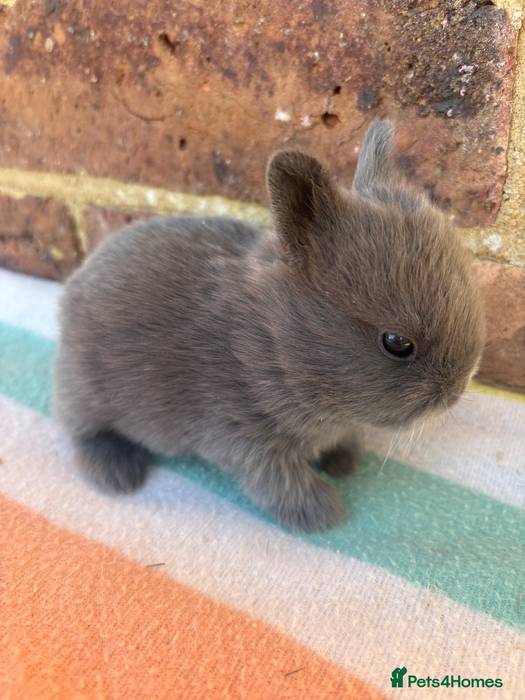Netherland Dwarf rabbits for sale: Sweet Blue Netherland Dwarf bunnies  - Advert 13