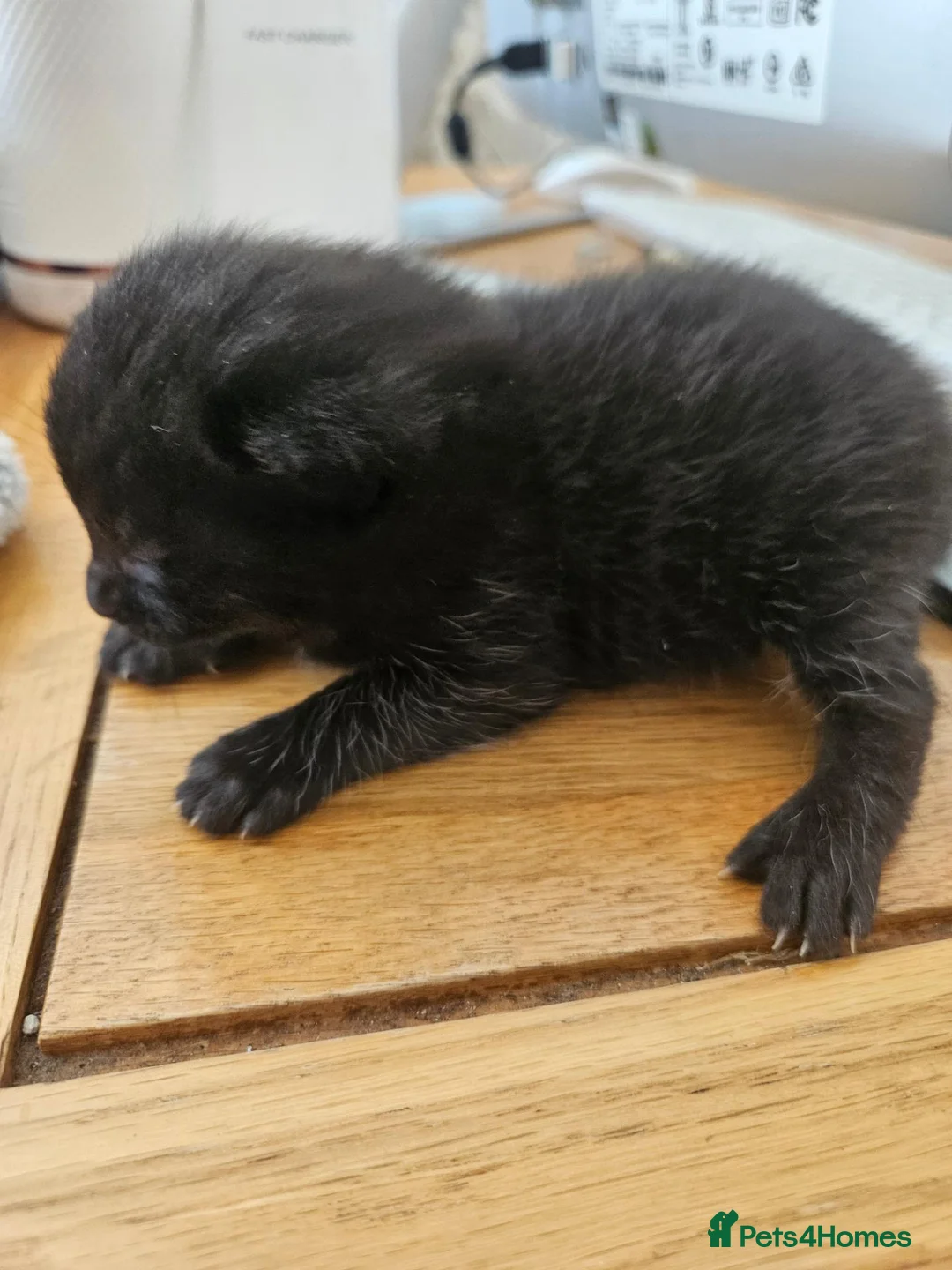 Mixed Breed cats for sale: Mixed Maine Coon Bombay Kitten - Advert 8