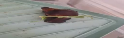 Snails invertebrates for sale: 8 african land snails about 3 inches - Advert 2
