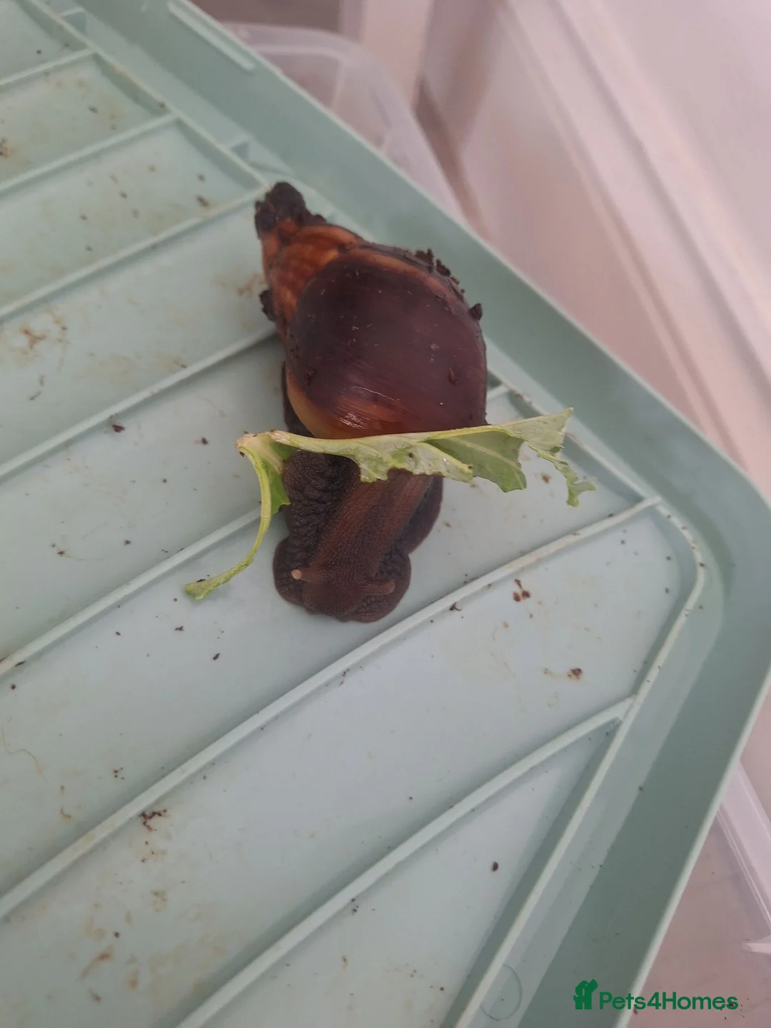 Snails invertebrates for sale: 8 african land snails about 3 inches - Advert 2