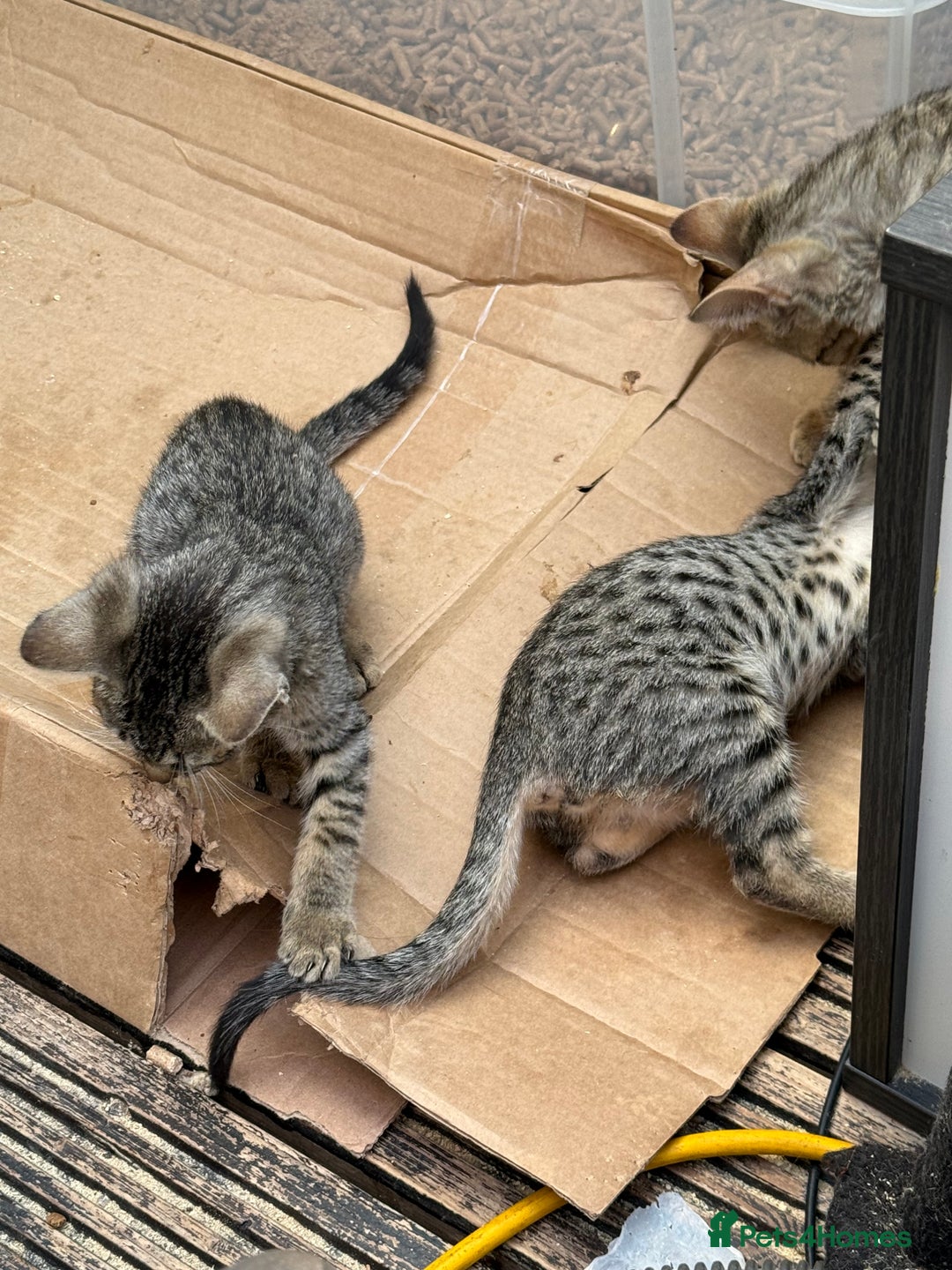Savannah cats for sale: Savannah F6 kittens - Image 6