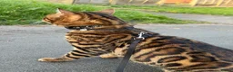 Bengal cats for sale: Bengal Cat Loving, Fully Trained & equipped - Advert 5