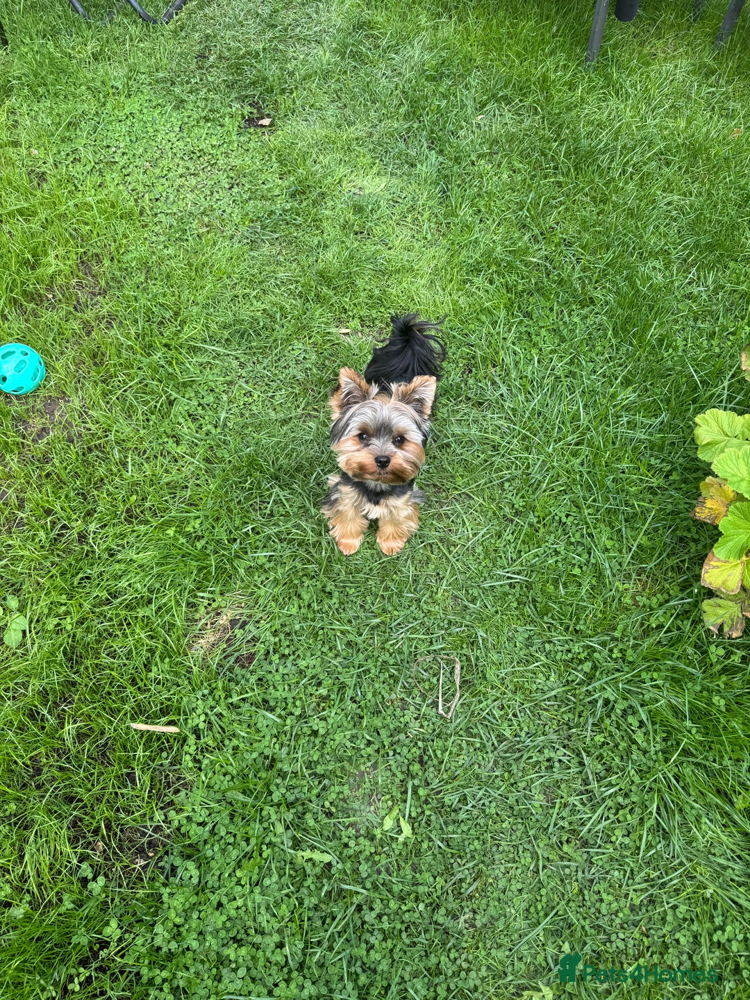Yorkshire Terrier dogs for stud: Stud only  - Advert 3