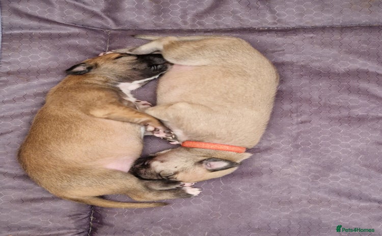 Whippet dogs - Advert 2