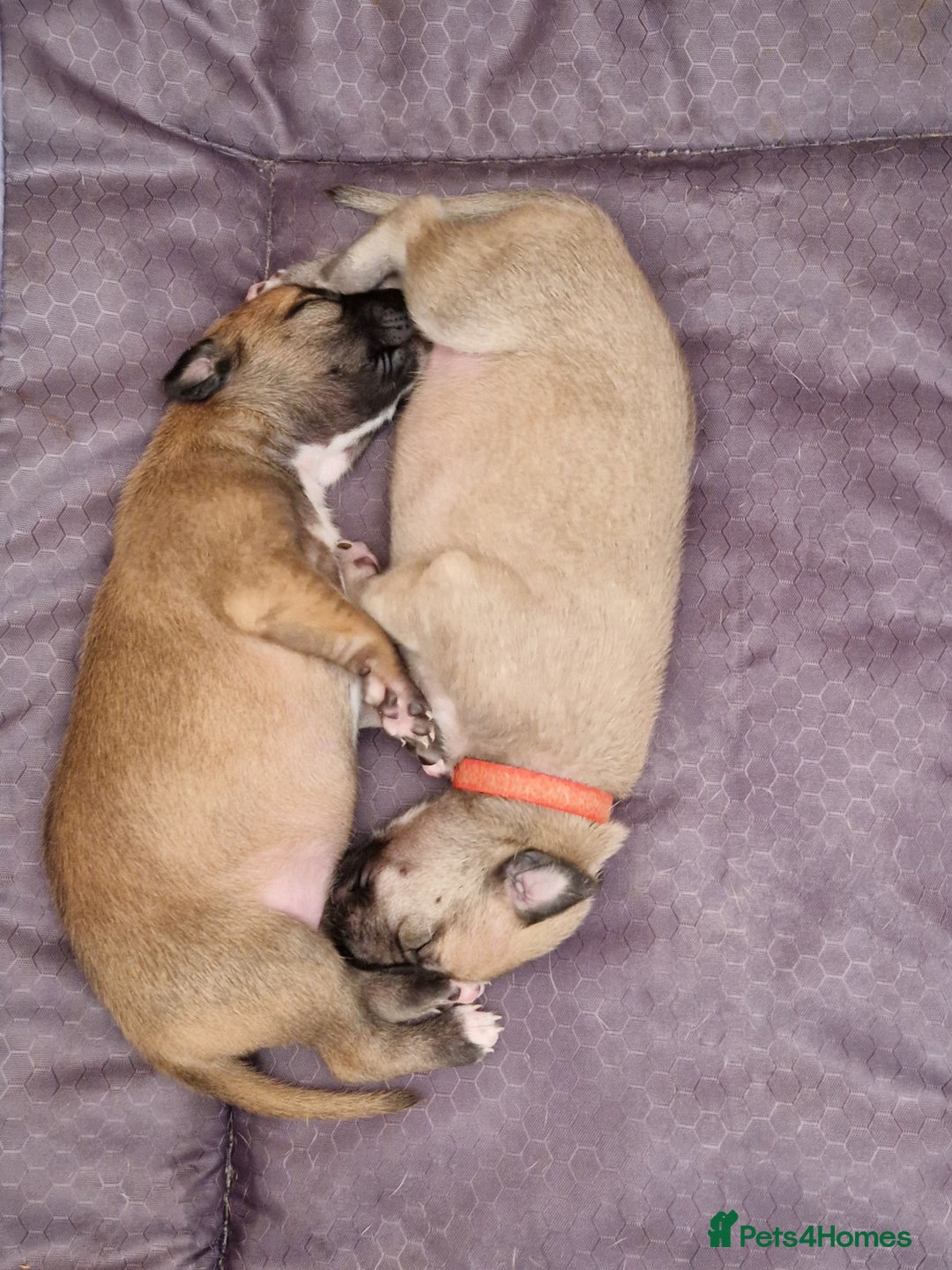 Whippet dogs for sale: KC Registered Whippet Pups - 2 girls left - Image 12