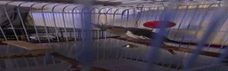 Cockatiels birds for sale: Cockatiel  for sale and looking for a loving home  - Advert 2