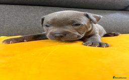 Staffordshire Bull Terrier dogs for sale:   Champion-KC.Reg.Blue Staffordshire Bull Terrier  - Image 40