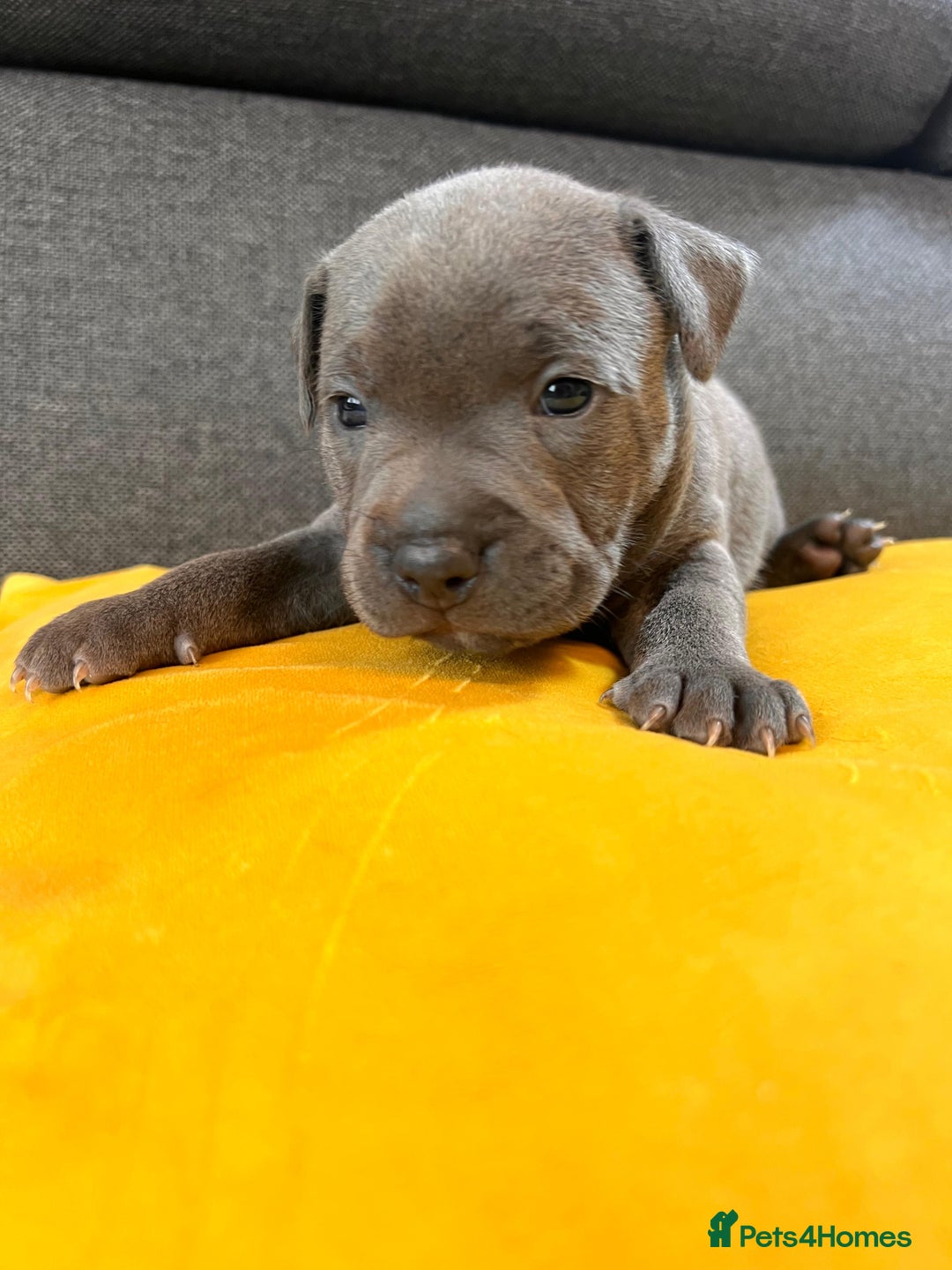 Staffordshire Bull Terrier dogs for sale:   Champion-KC.Reg.Blue Staffordshire Bull Terrier  - Image 40