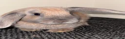 Mini Lop rabbits for sale: Gorgeous girls - Advert 3