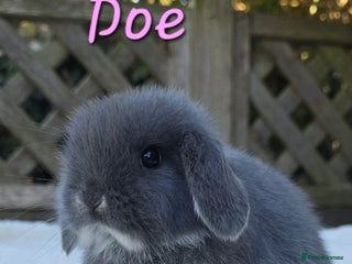 Mini Lop rabbits - Advert 3