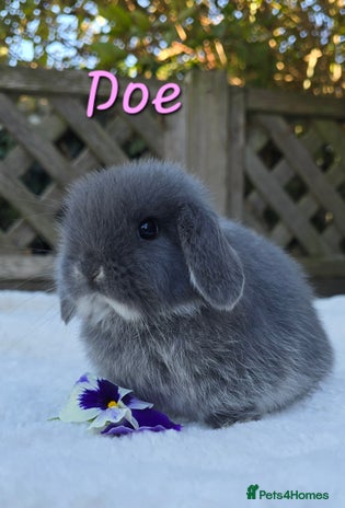 Mini Lop rabbits - Advert 2
